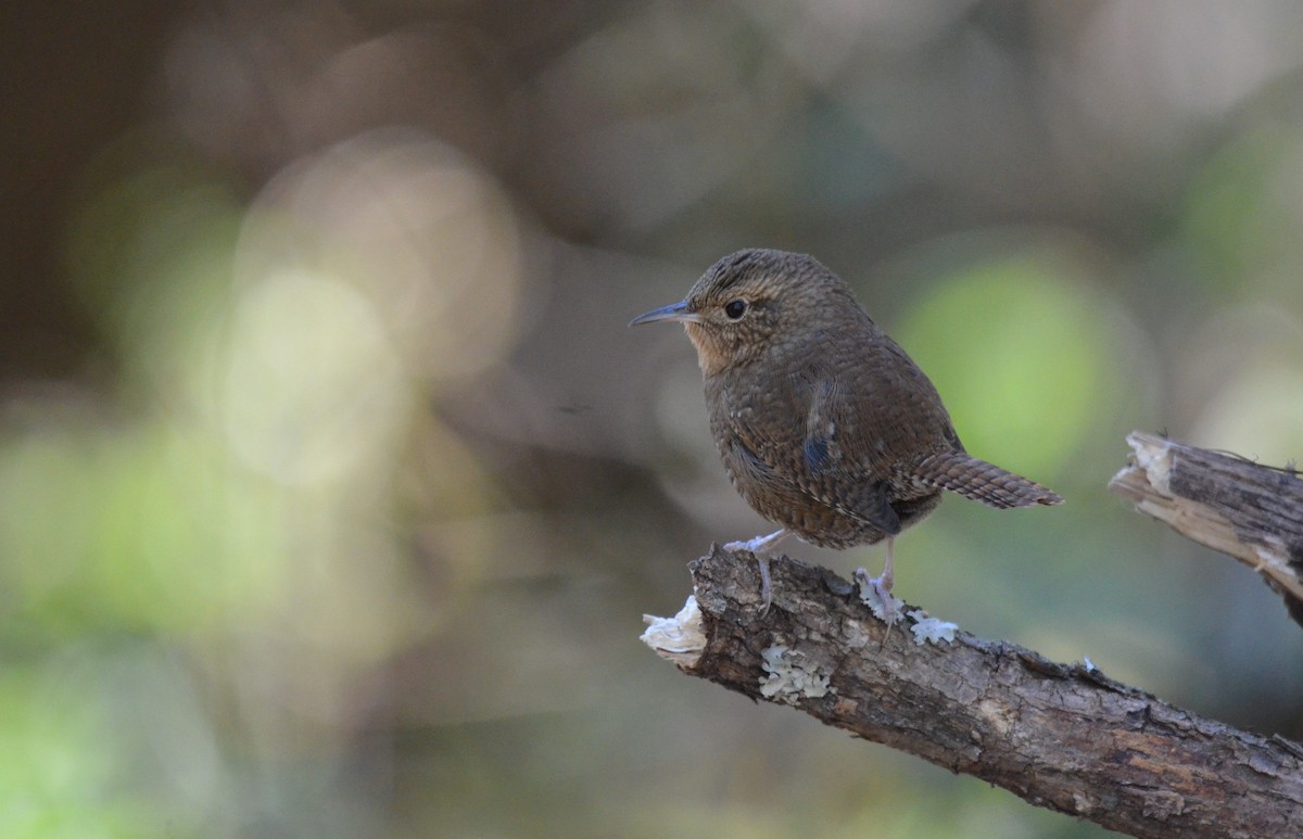 House Wren - Matthew Dickerson