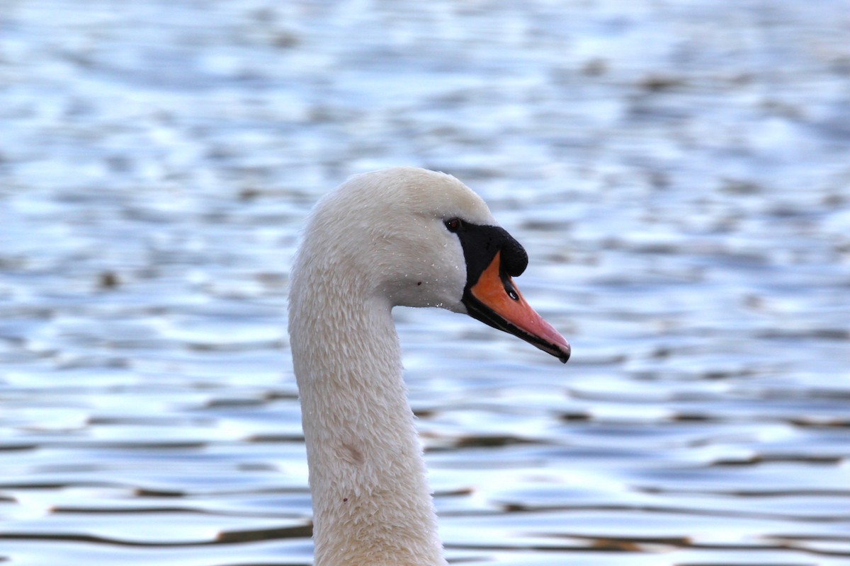 Mute Swan - ML208353771