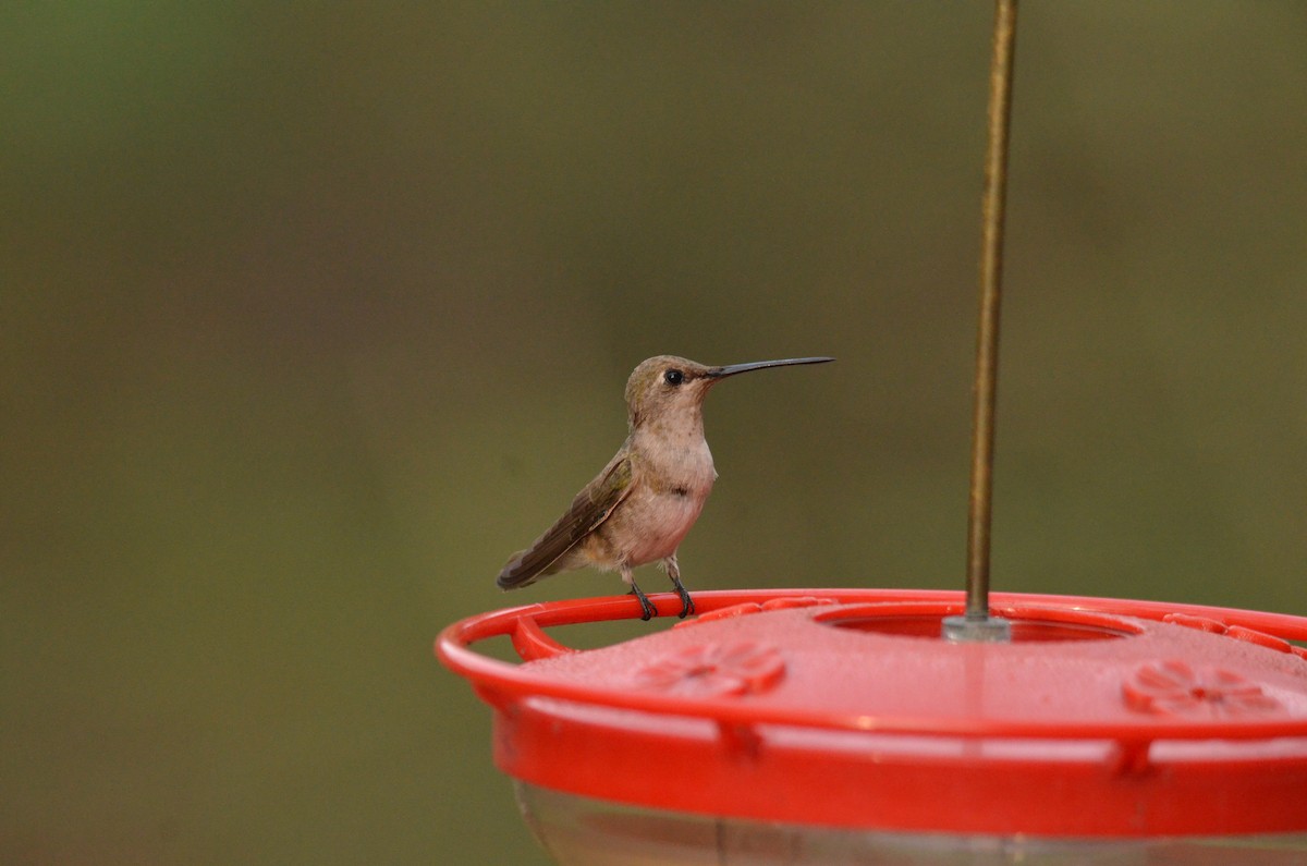 Black-chinned Hummingbird - Matthew Dickerson