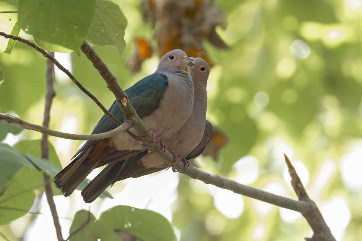Green Imperial-Pigeon - ML208356471