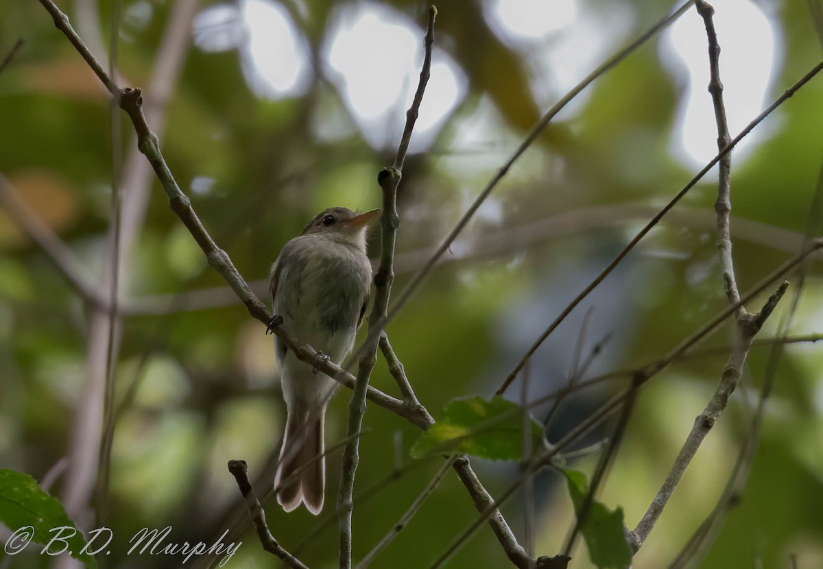 Euler's Flycatcher - ML208357341