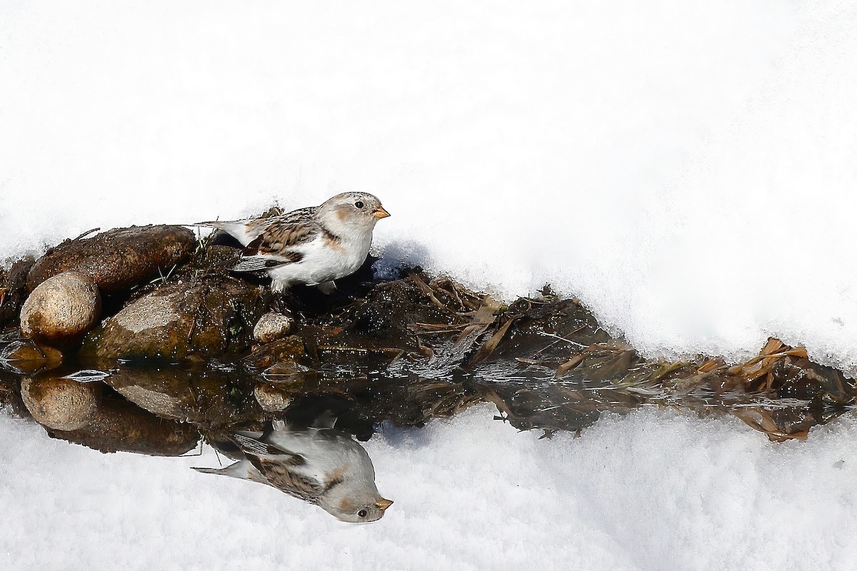 Snow Bunting - ML208357801