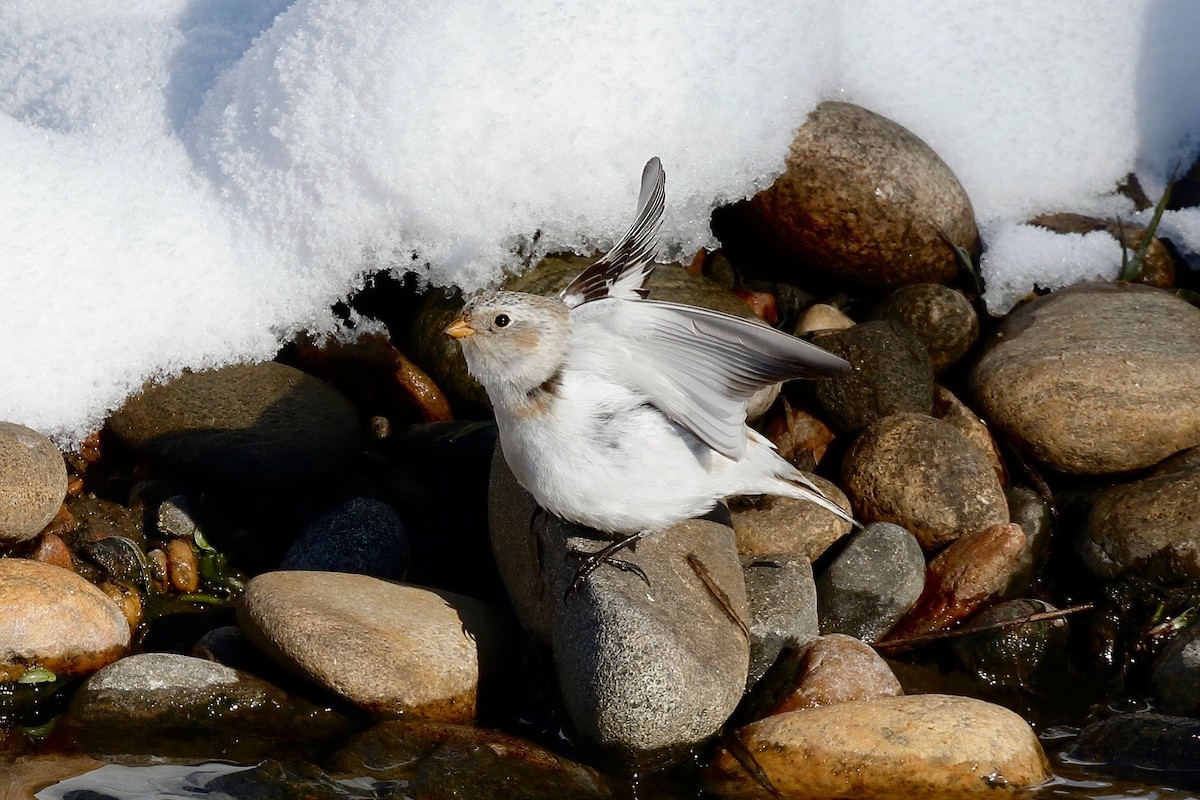 Snow Bunting - ML208357841