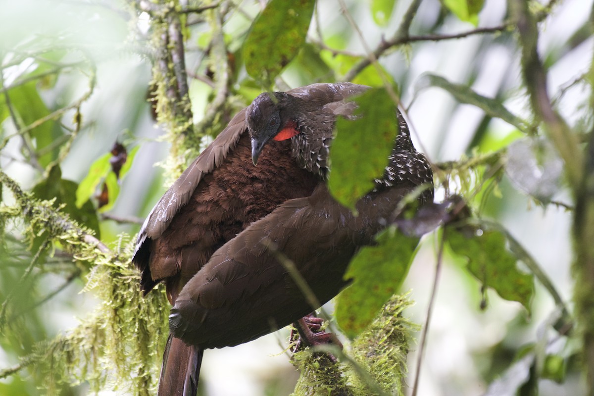 Crested Guan - ML208359121