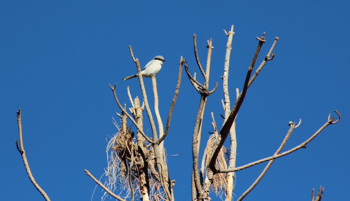 Loggerhead Shrike - ML20836071