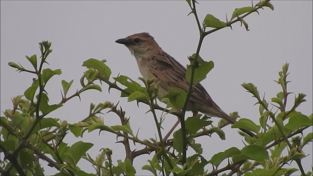 Bristled Grassbird - ML208361451