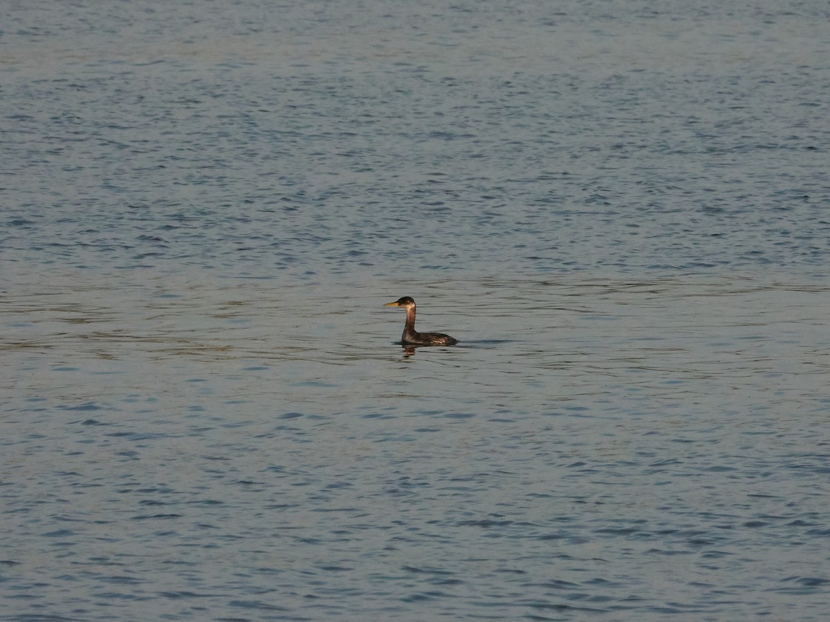 Red-necked Grebe - ML208361681