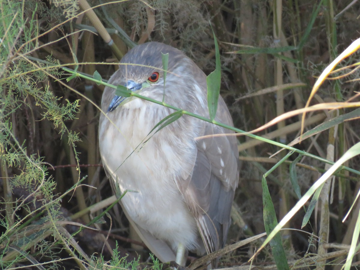 Black-crowned Night Heron - ML208362101