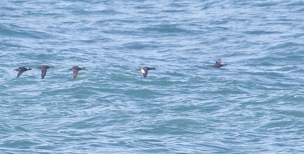 White-winged Scoter - ML208362151