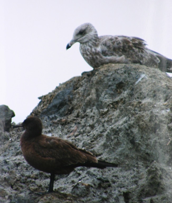 Heermann's Gull - David  Clark