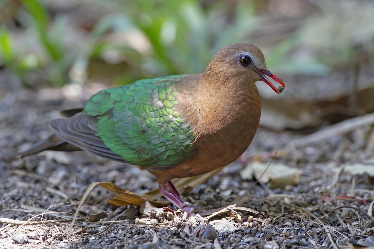 Asian Emerald Dove - ML208362761