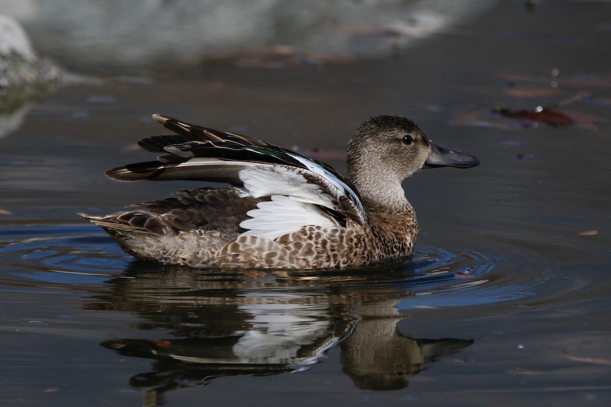 Blue-winged Teal - Kathy Degner