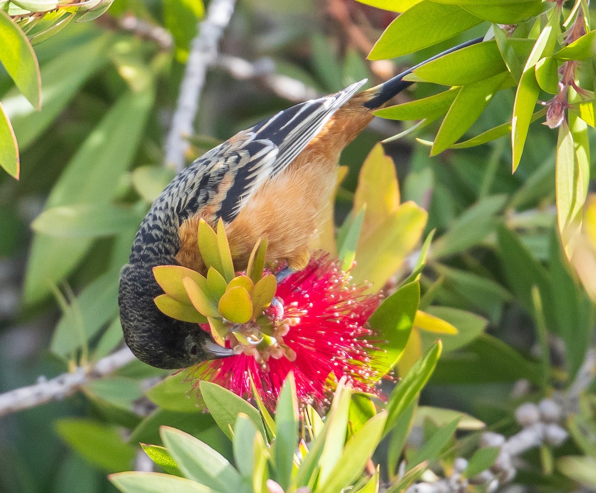 Orchard Oriole - Caroline Lambert