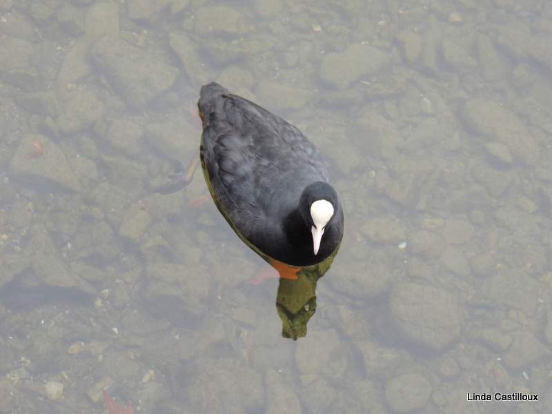 Eurasian Coot - ML20836491