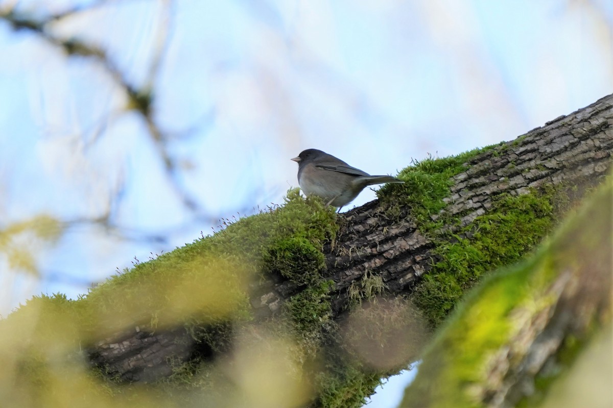 Dark-eyed Junco - Yikun Wei