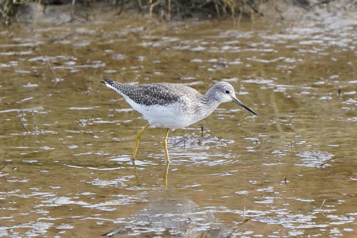 Greater Yellowlegs - Yikun Wei