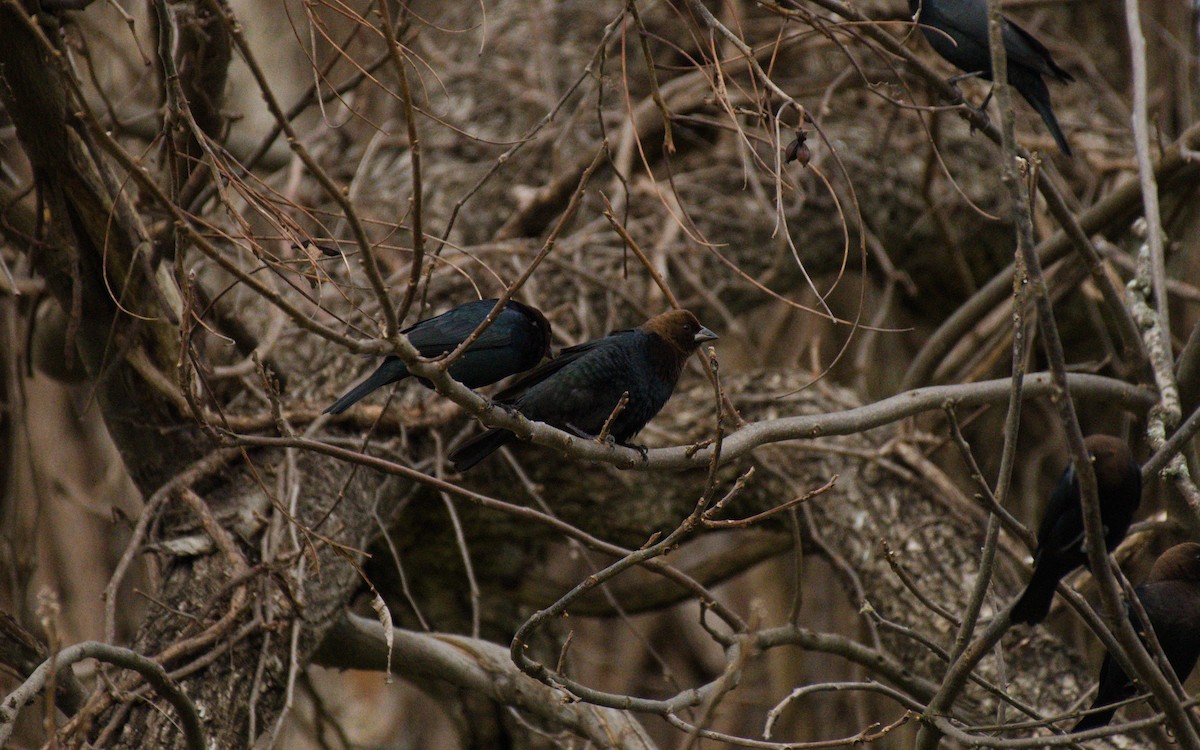 Brown-headed Cowbird - ML208366781