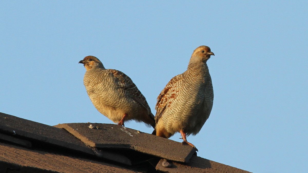 Gray Francolin - ML20836761