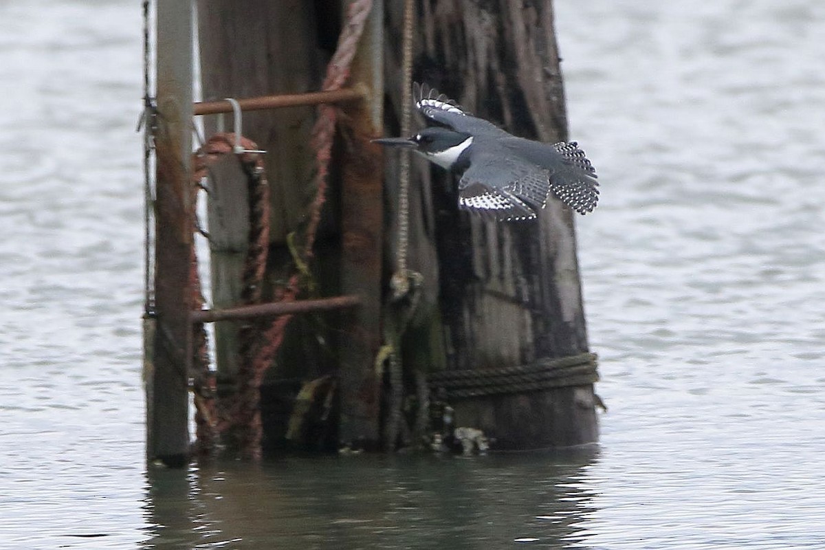 Belted Kingfisher - ML208368291