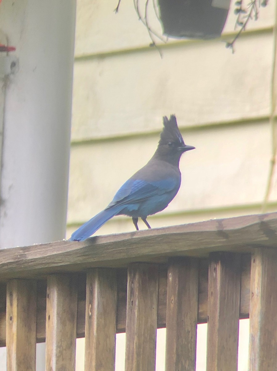 Steller's Jay - Holly Coates