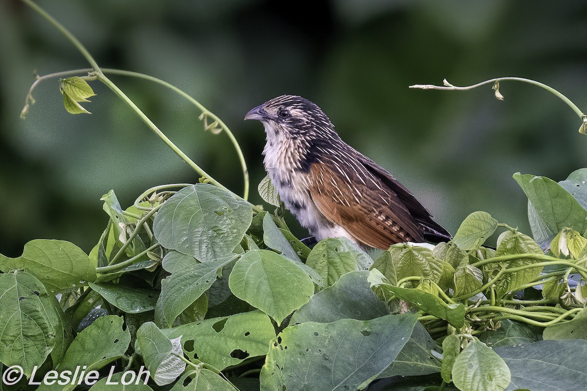 Lesser Coucal - ML208368441