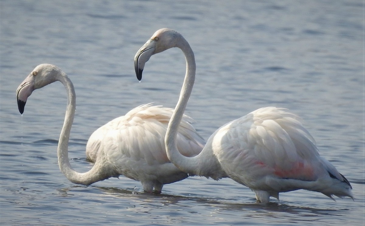 Greater Flamingo - ML208368861