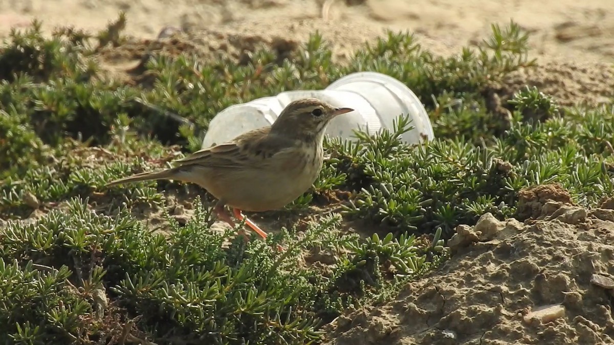 Paddyfield Pipit - ML208368971