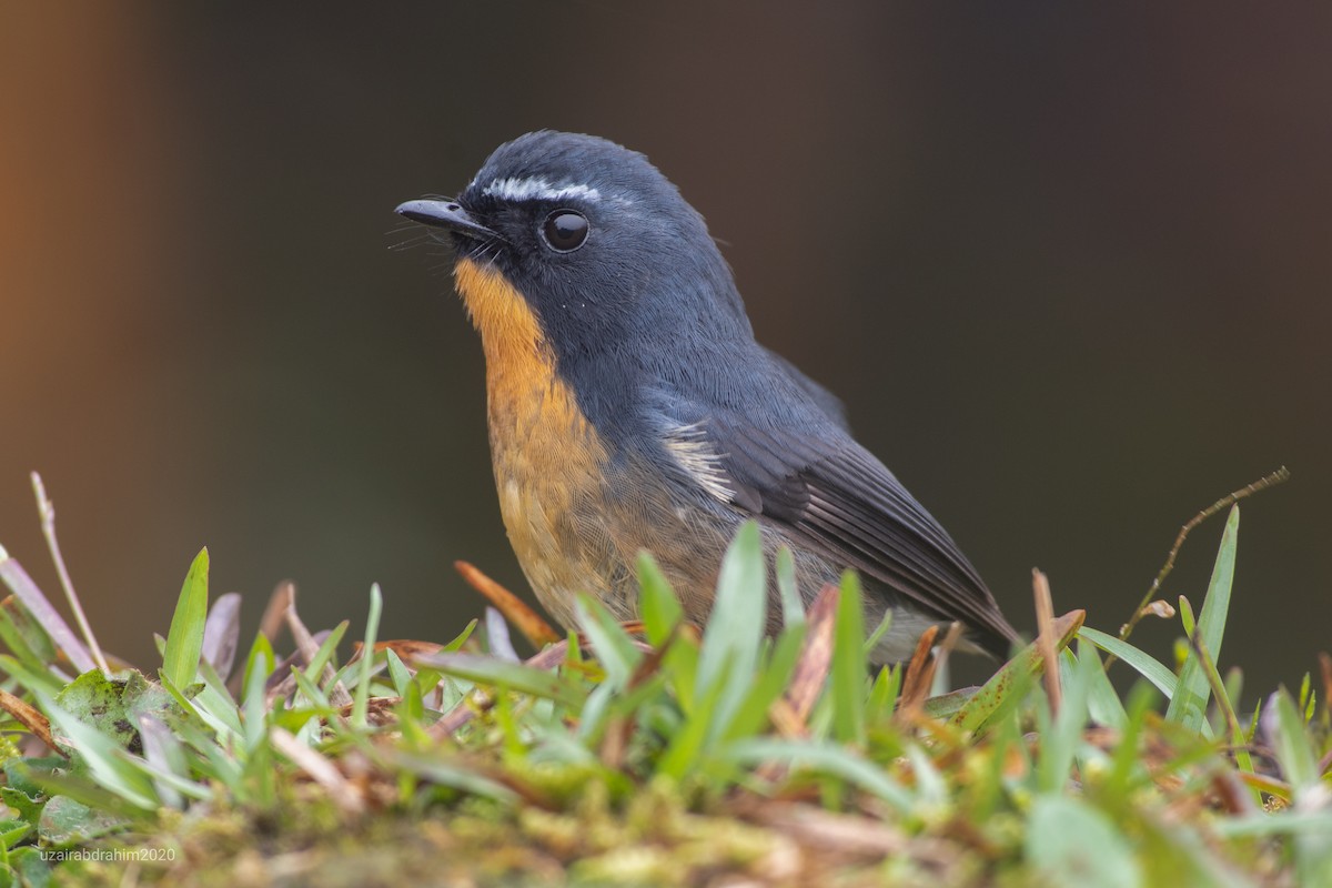 Snowy-browed Flycatcher - ML208369421