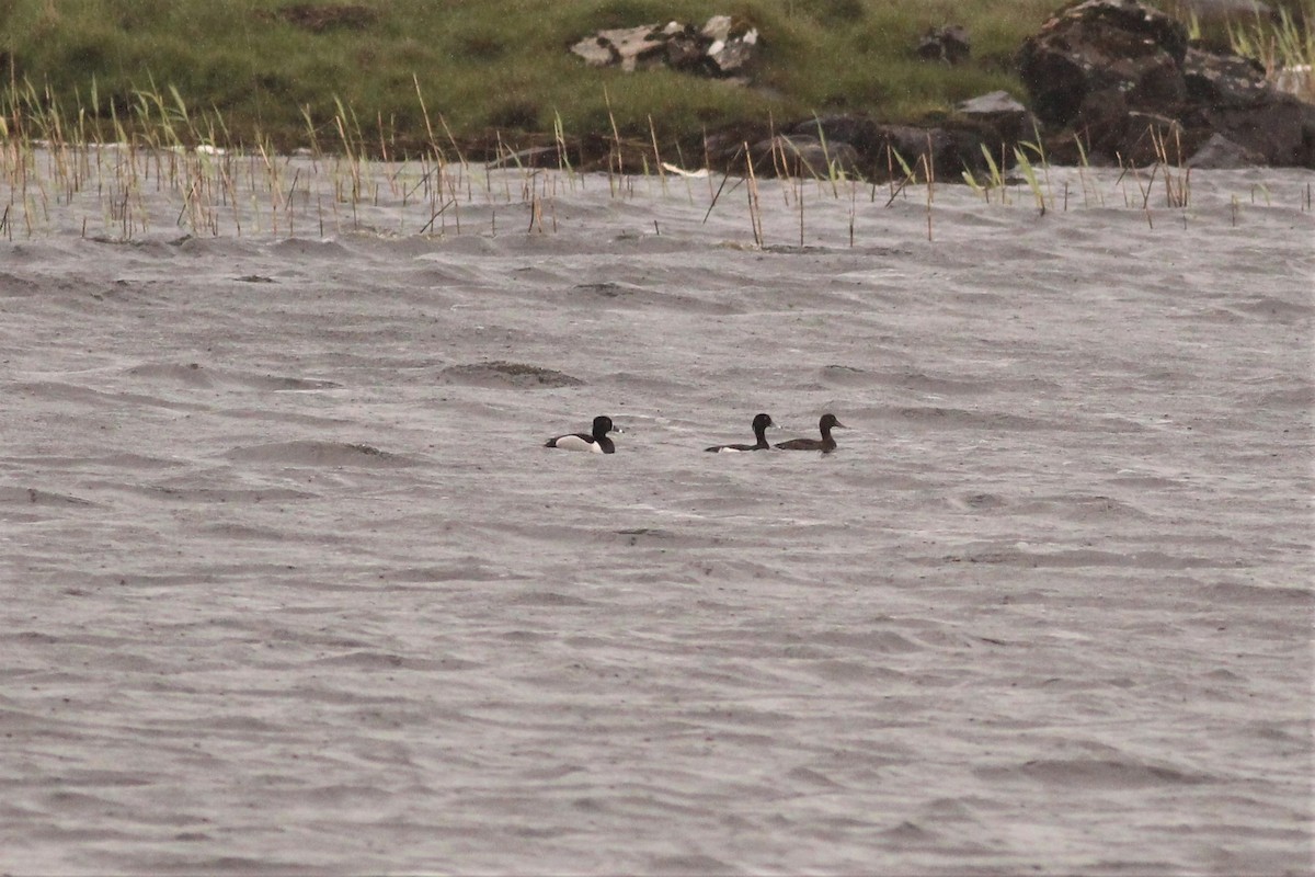 Ring-necked Duck - Neil Hammatt