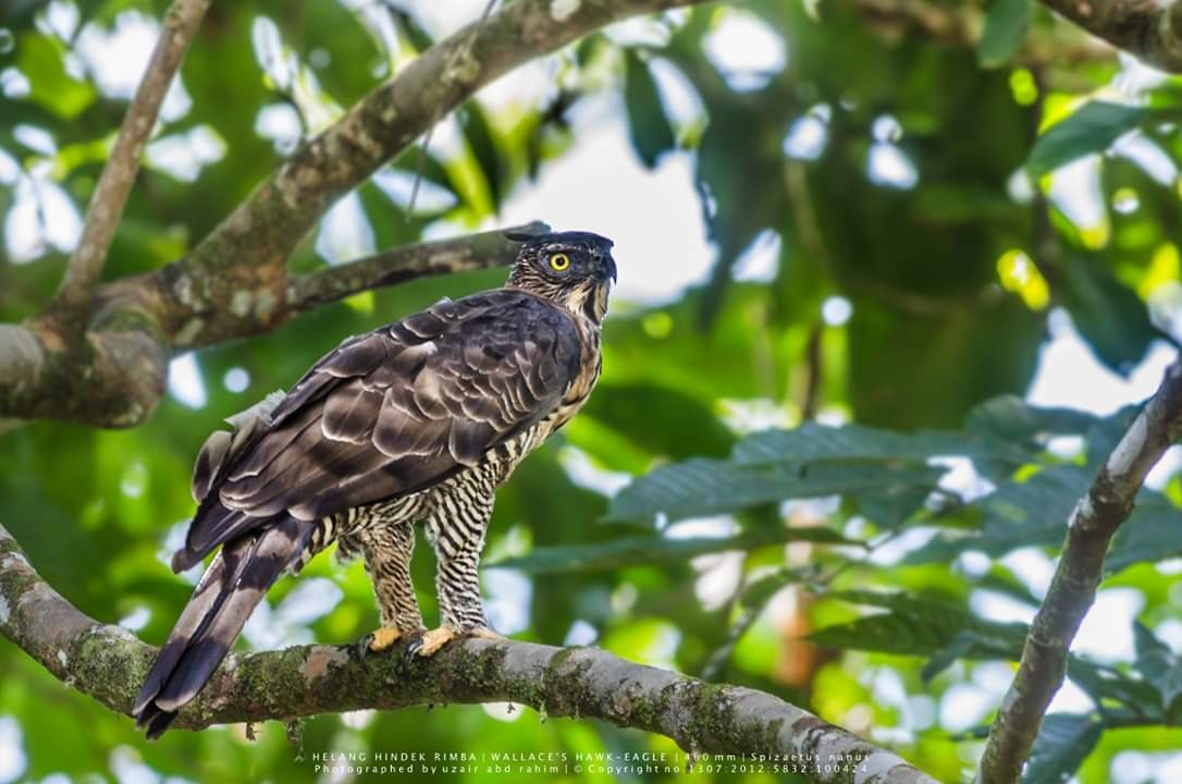 Wallace's Hawk-Eagle - ML208371011