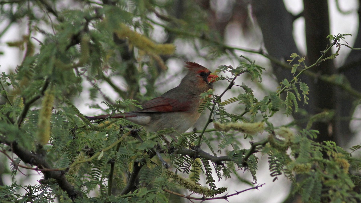 Northern Cardinal - ML20837251