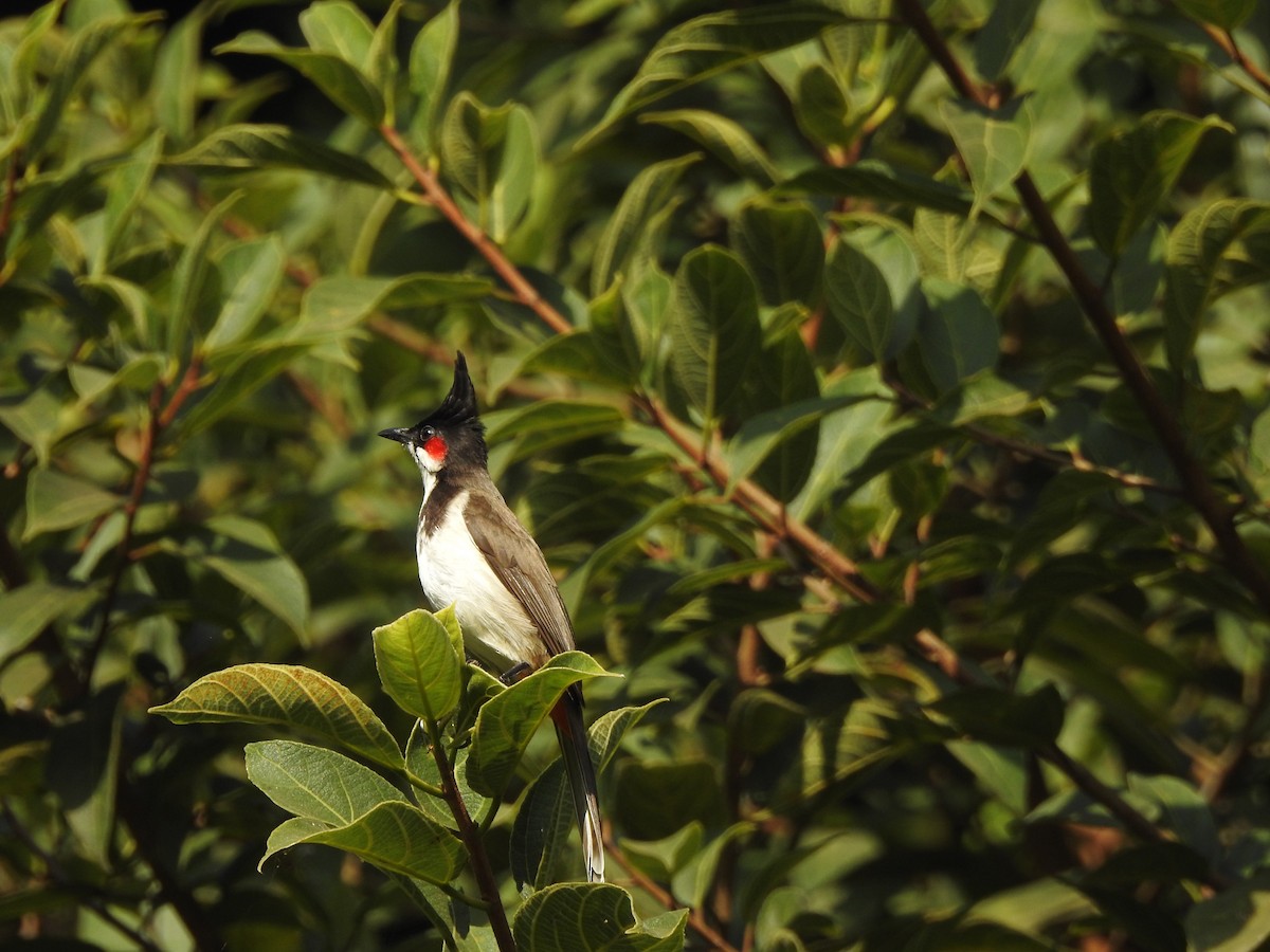 Red-whiskered Bulbul - ML208373081