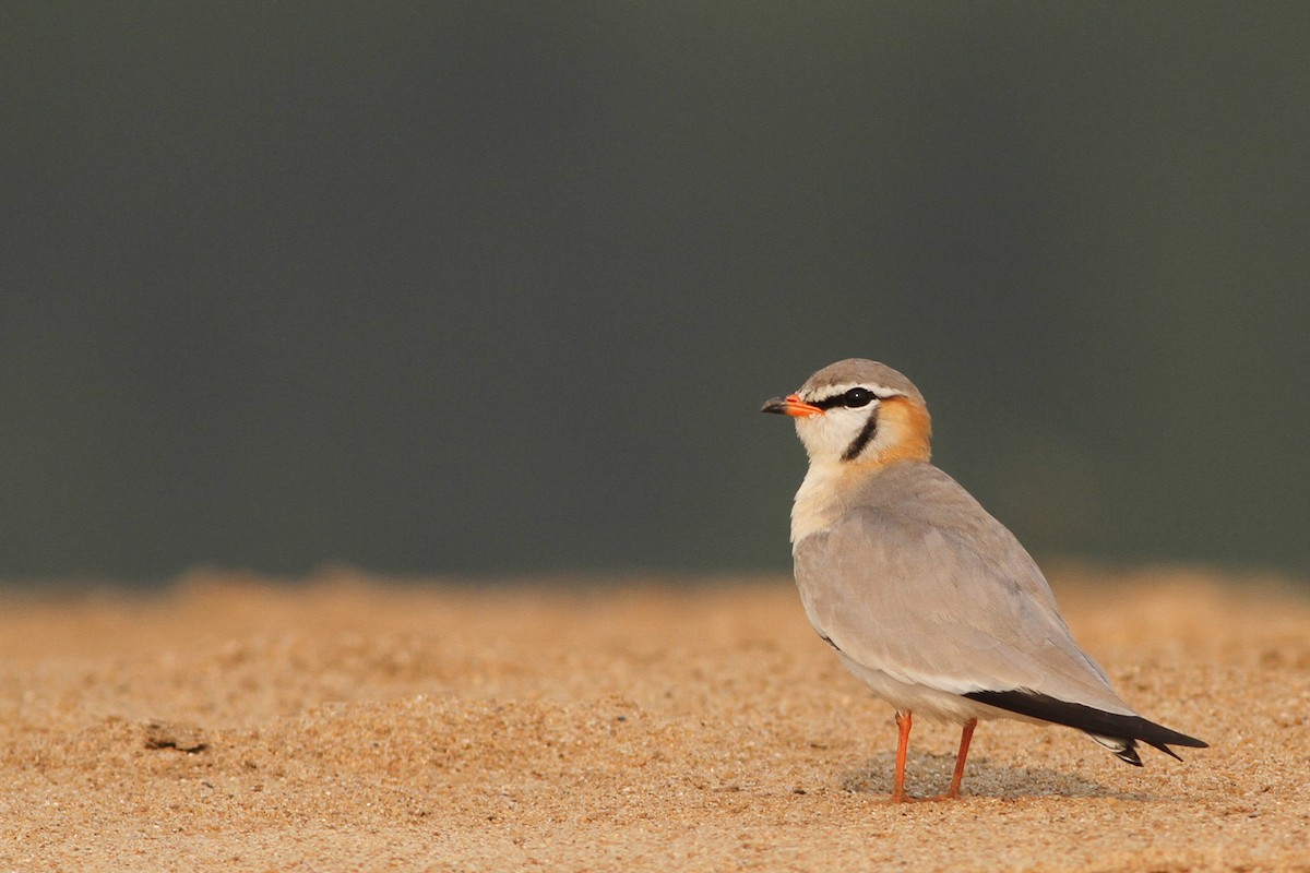 Gray Pratincole - ML208374451