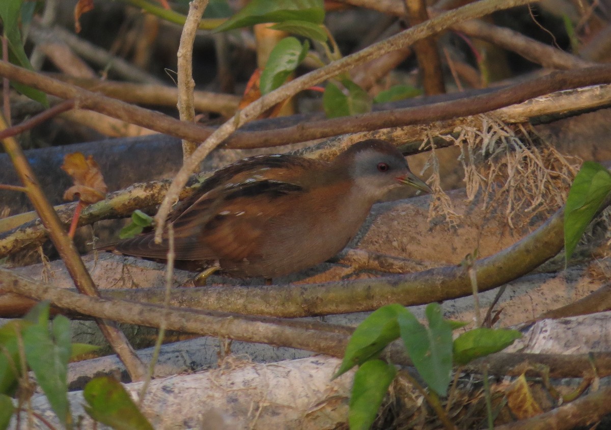Little Crake - ML208375031