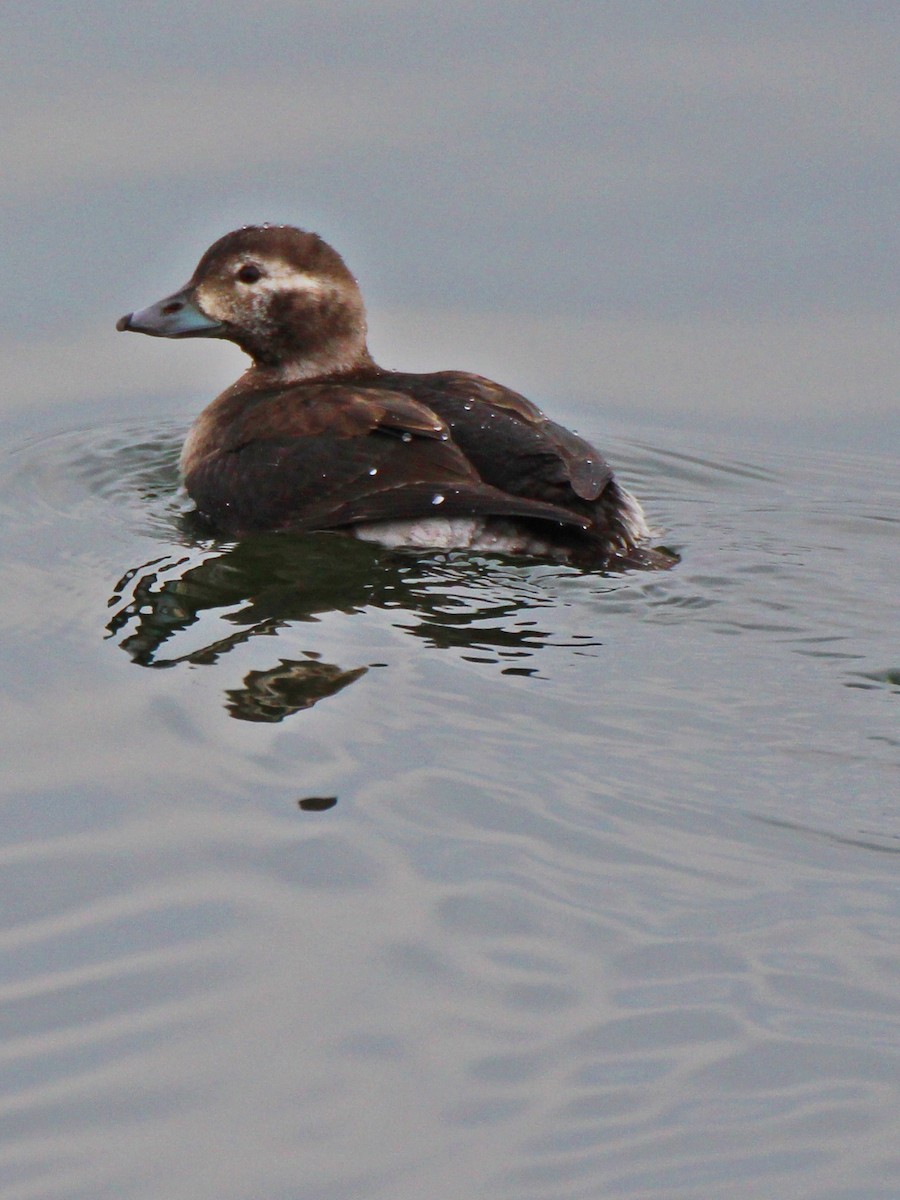 Long-tailed Duck - ML208375061