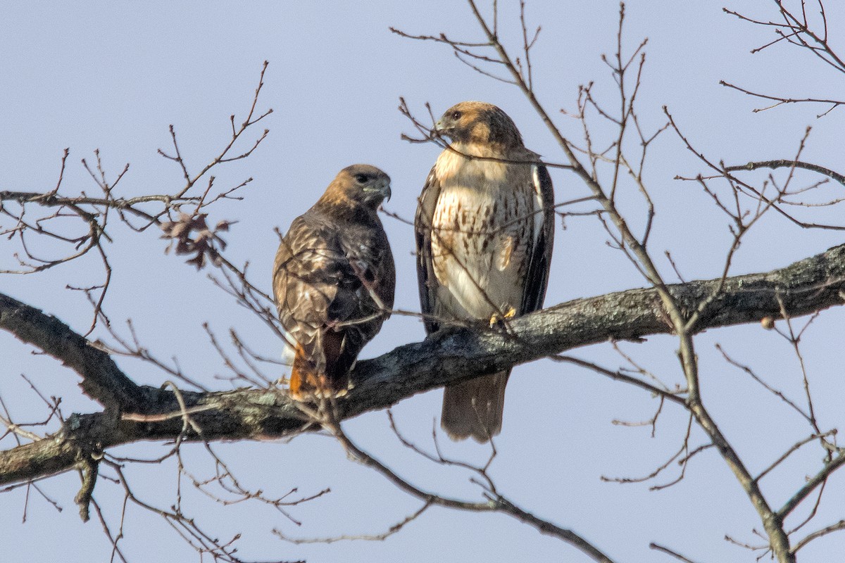 Red-tailed Hawk - Bonita Portzline