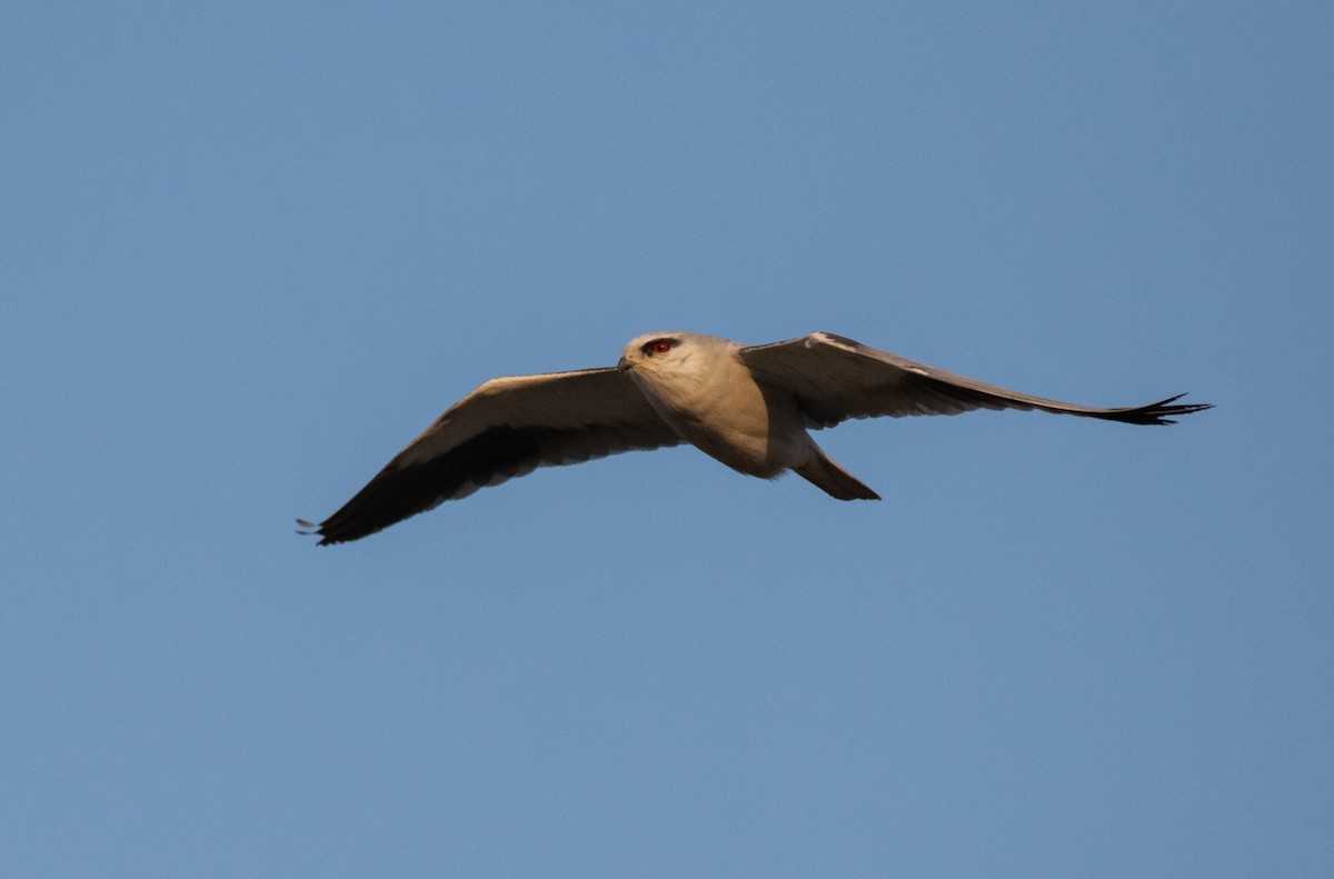 Black-winged Kite - Dr. Pankaj Chibber