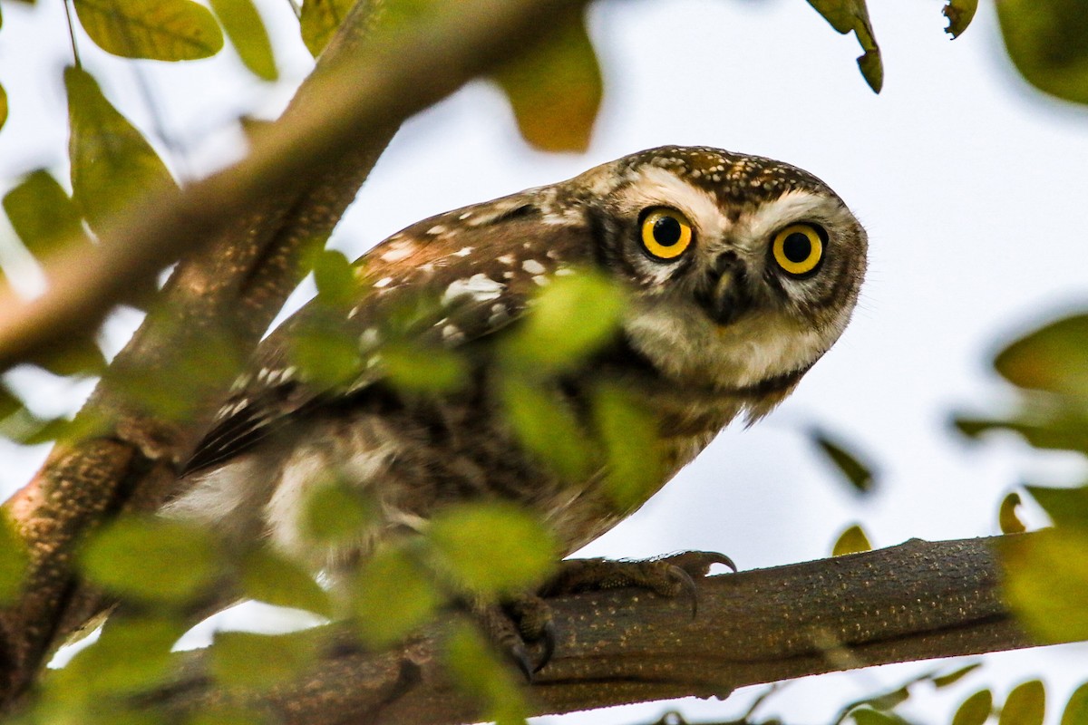 Spotted Owlet - ML208379231