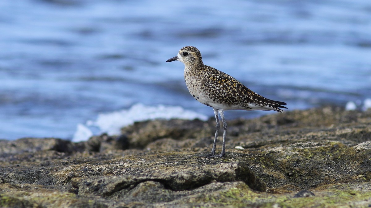 Pacific Golden-Plover - ML20838091