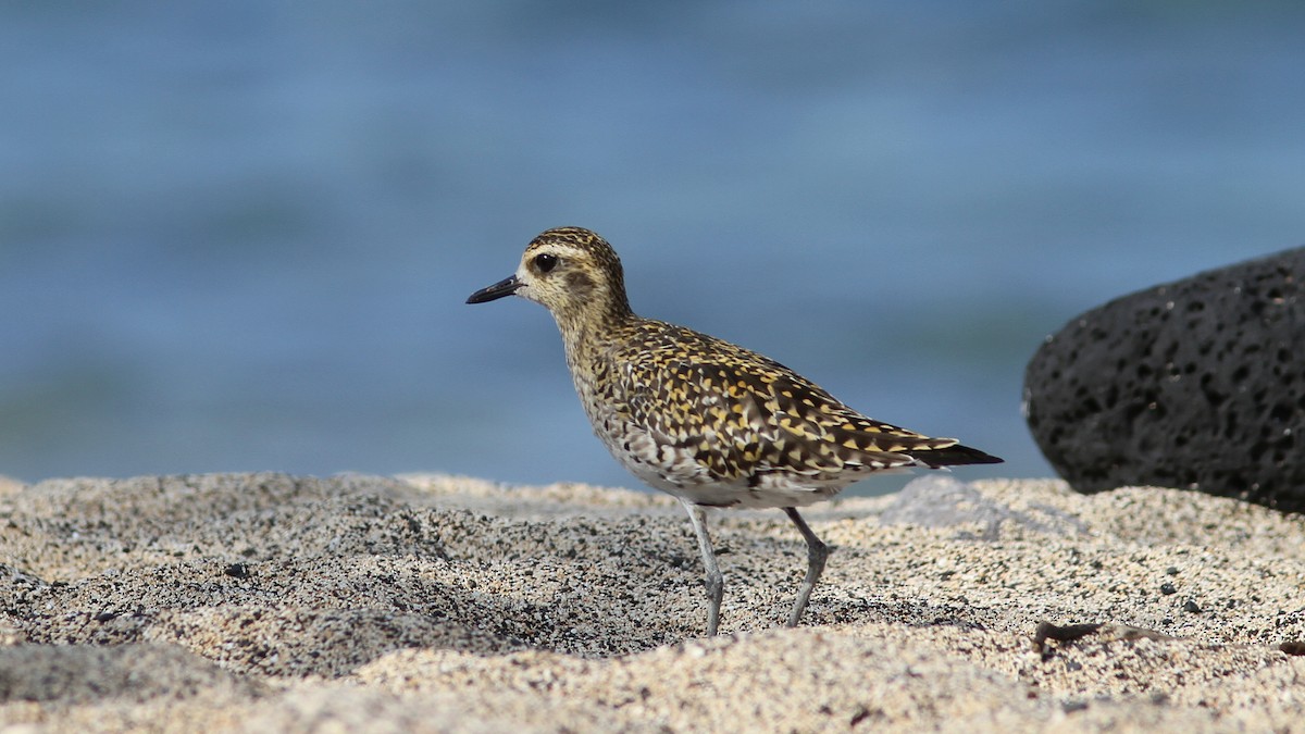 Pacific Golden-Plover - Daniel Jauvin