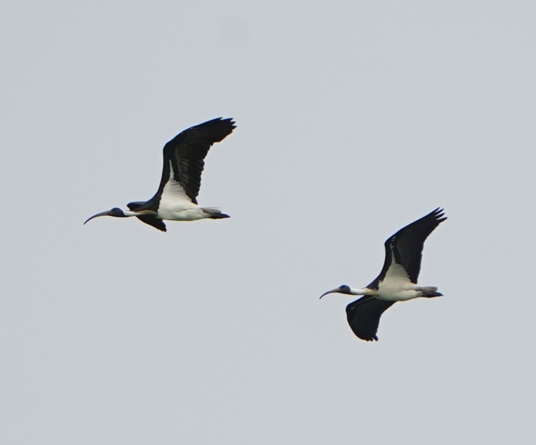 Straw-necked Ibis - ML208381531