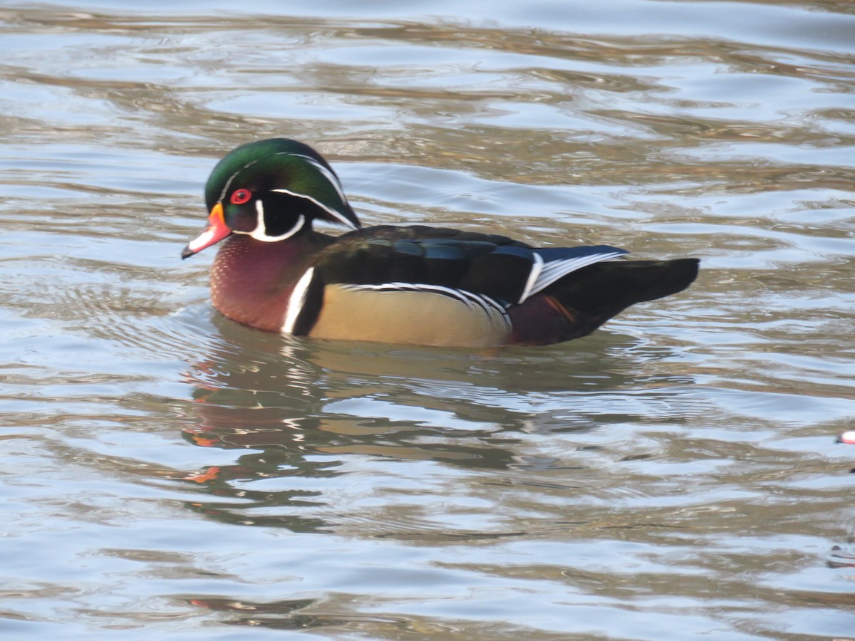 Wood Duck - ML208382131