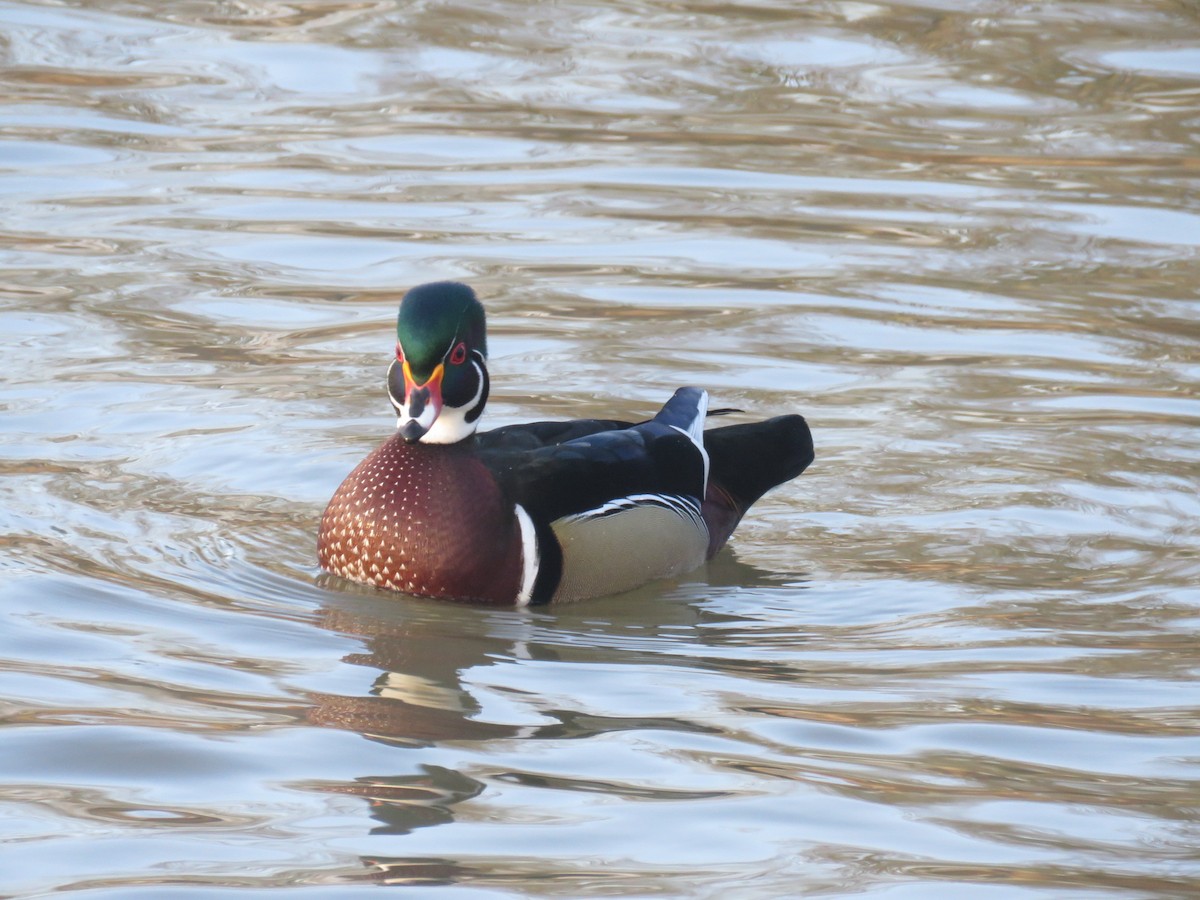 Wood Duck - ML208382151