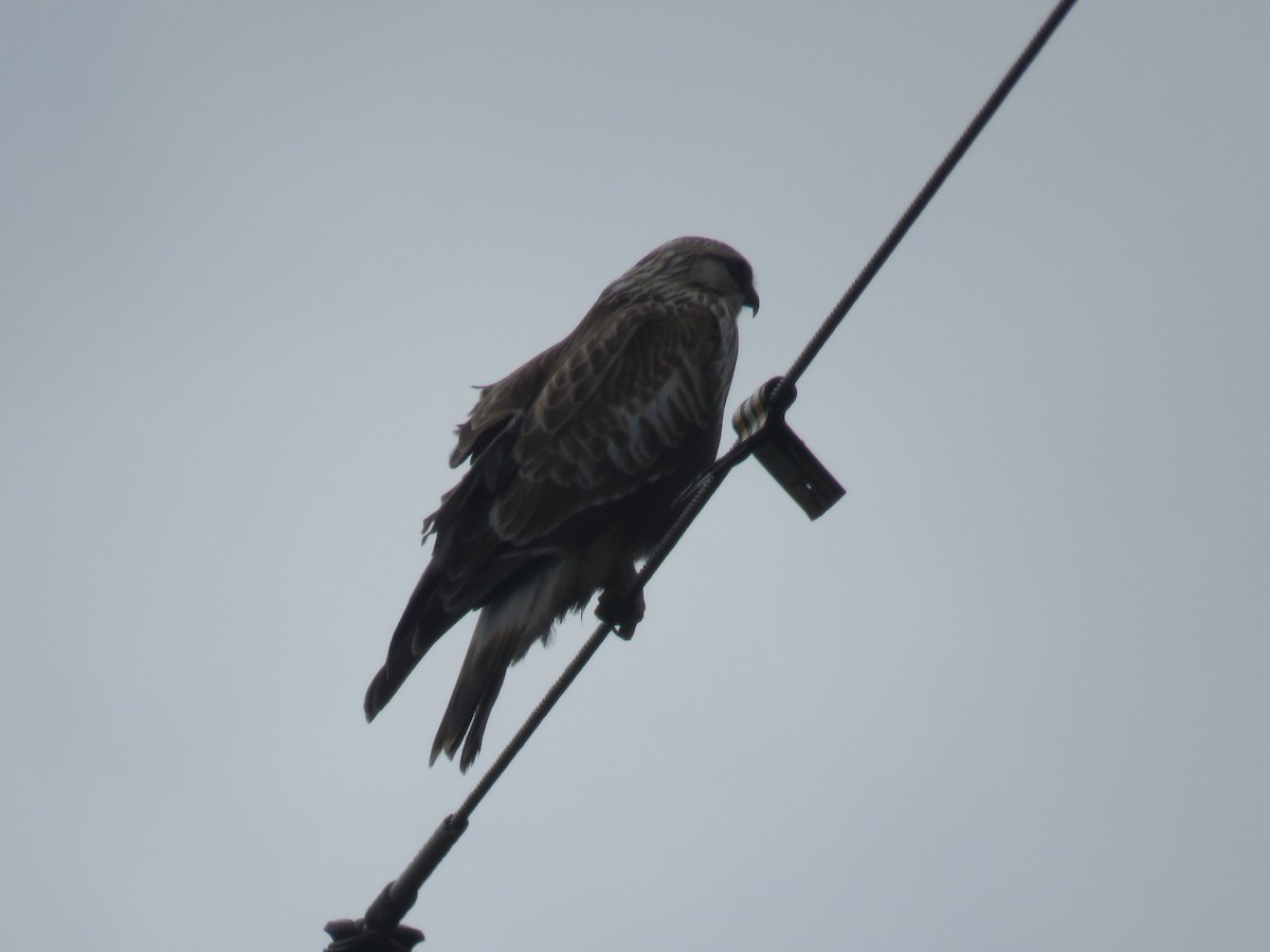 Rough-legged Hawk - ML208382431