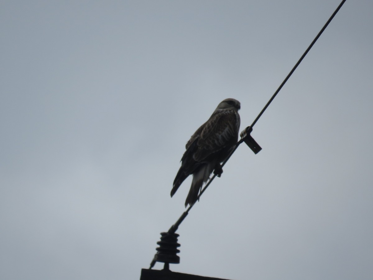 Rough-legged Hawk - ML208382451