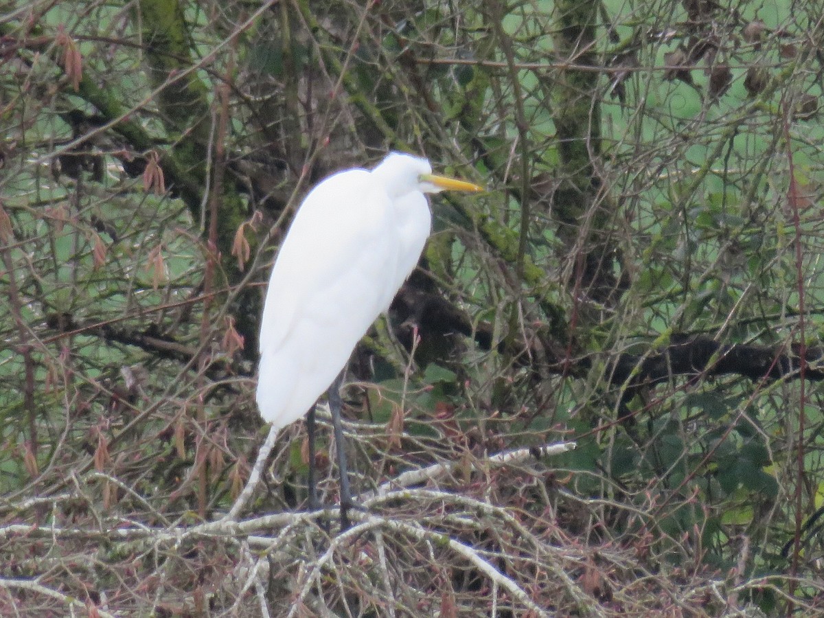 Цасч дэглий - ML208382661