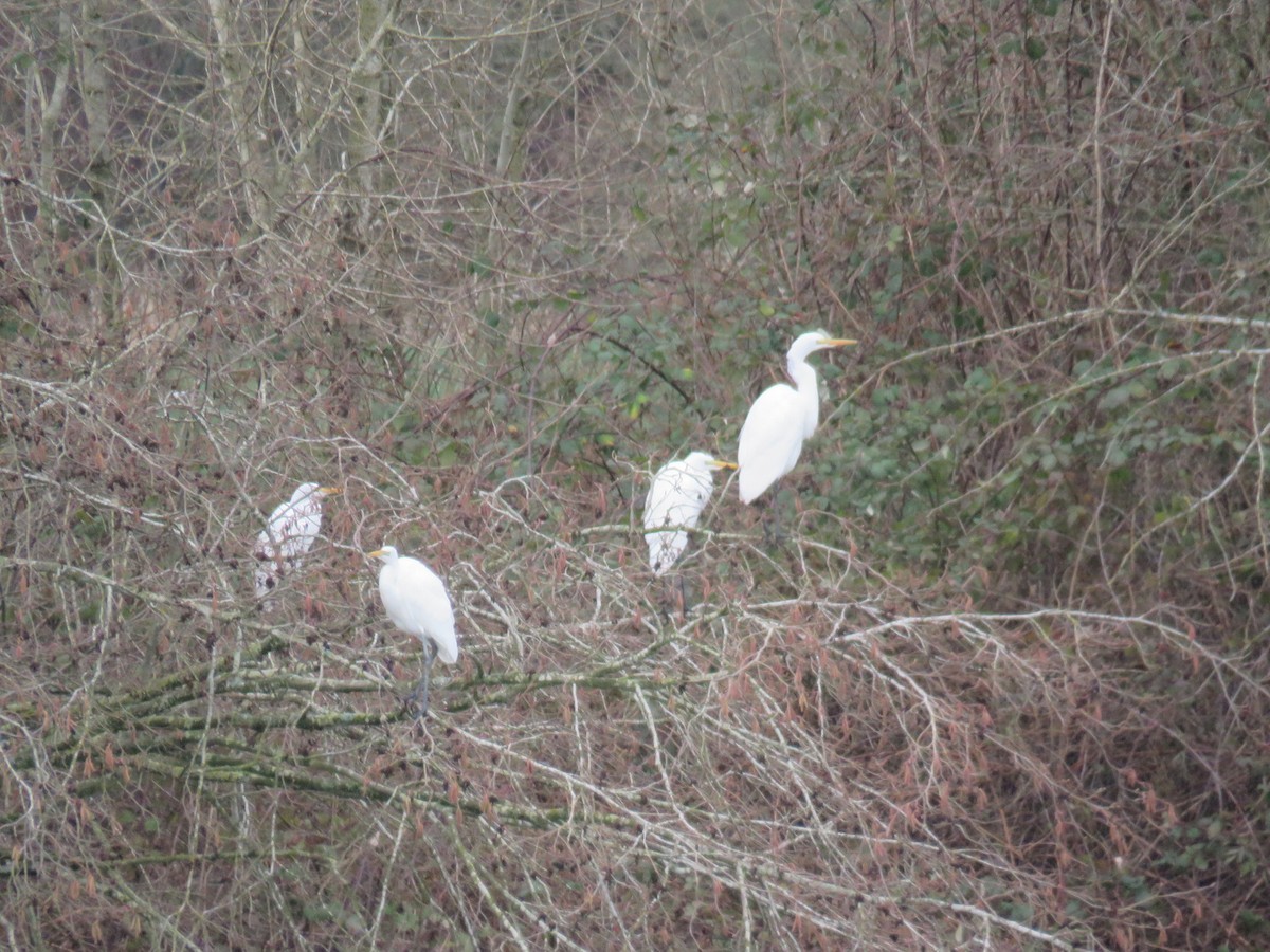 Great Egret - ML208382691