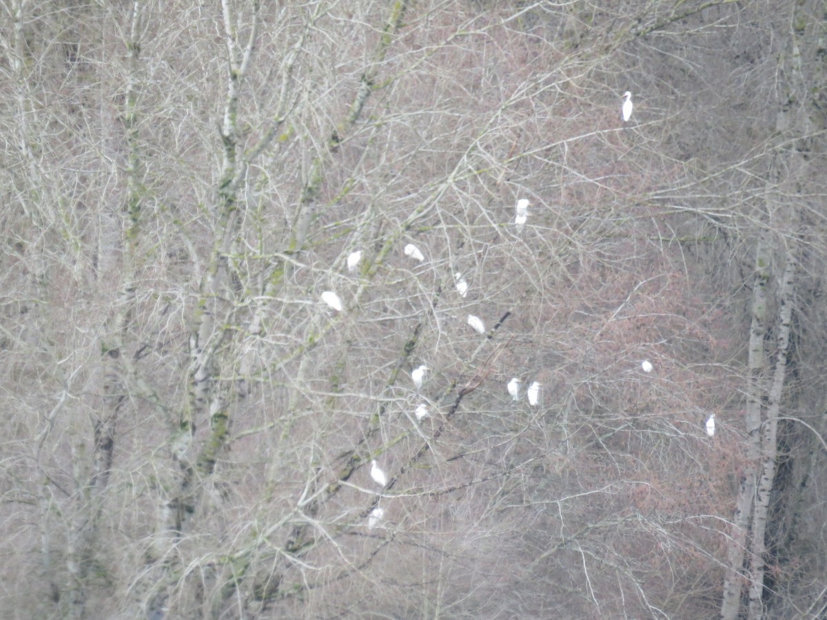 Цасч дэглий - ML208382721