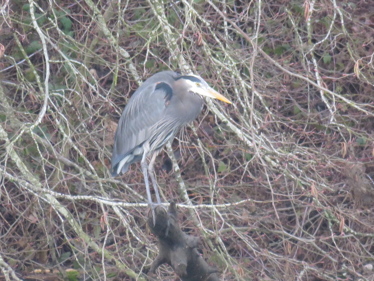 Great Blue Heron - ML208382781