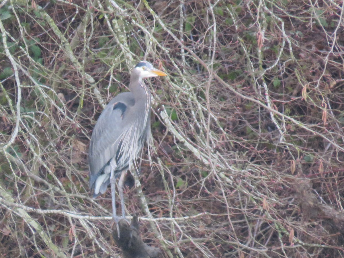 Great Blue Heron - ML208382841